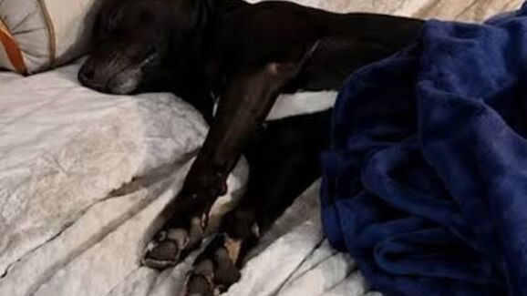 Um cão de rua conquistou um expositor de móveis e ganhou uma família. Conheça a história de Jumo