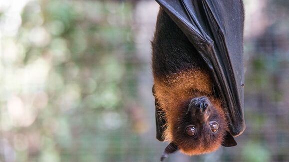 Das aves aos morcegos, Bragança vai estudar o impacto do eclipse nos animais