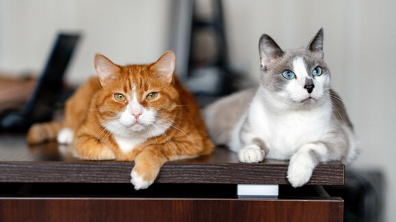 Banho? Nem pensar! Siga estes 4 truques para manter o seu gato fresco nos dias mais quentes