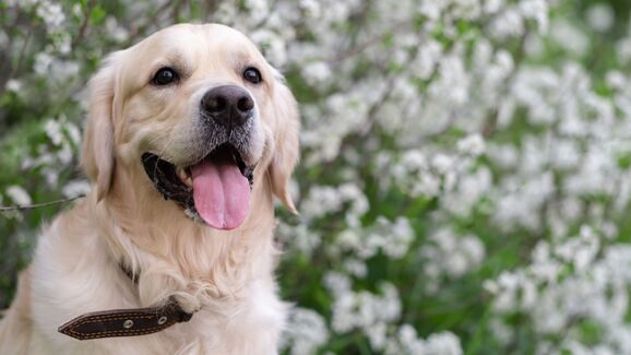 Água de colónia para cães: sim ou não? Eis o que deve saber