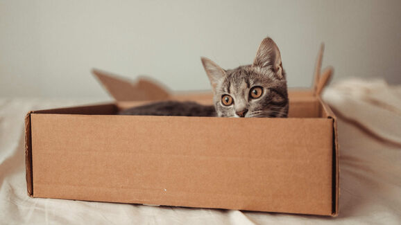 Se o seu gato não resiste a uma caixa de cartão, temos a certeza que vai amar esta casota
