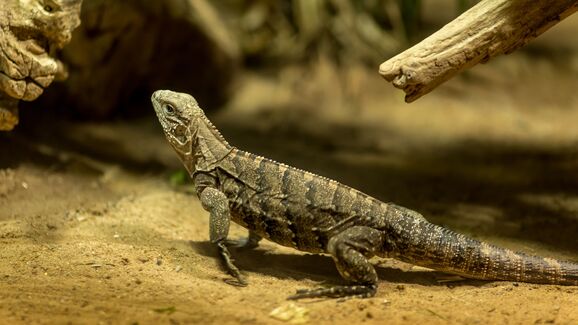 Tem répteis ou anfíbios em casa? Descubra o papel do peixe seco na alimentação destes animais