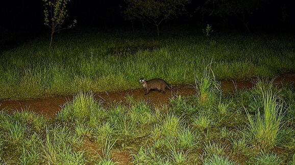 Boas notícias! As lontras estão de volta à Serra de Sintra