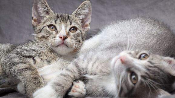 Mais de 500 gatos recebem ajuda para enfrentar as temperaturas recorde em Atenas