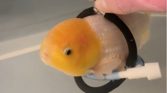 Uma história de superação! Peixe recebe 
