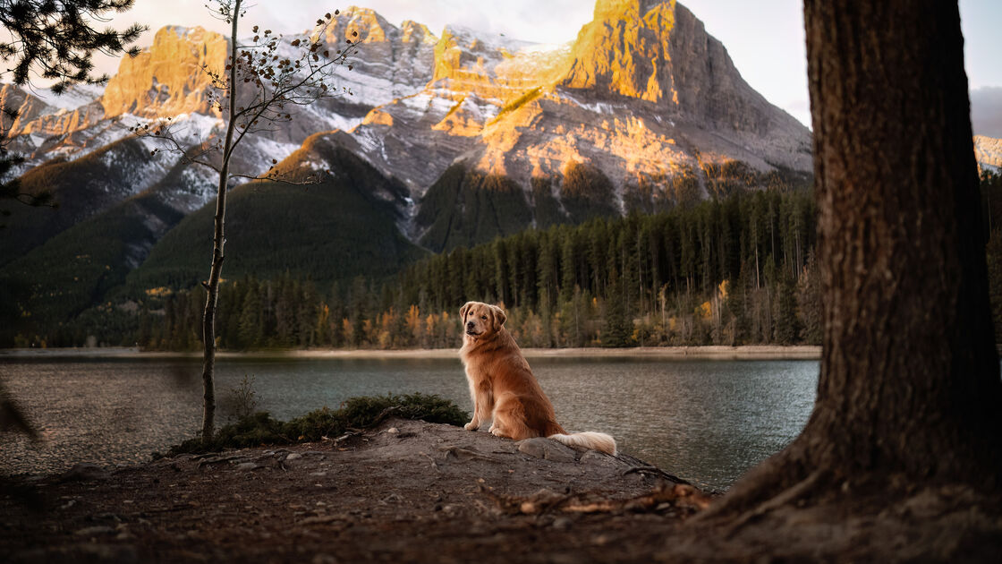 Cão observa montanhas ao pôr do sol, vencedor dos Pet Photography Awards 2026