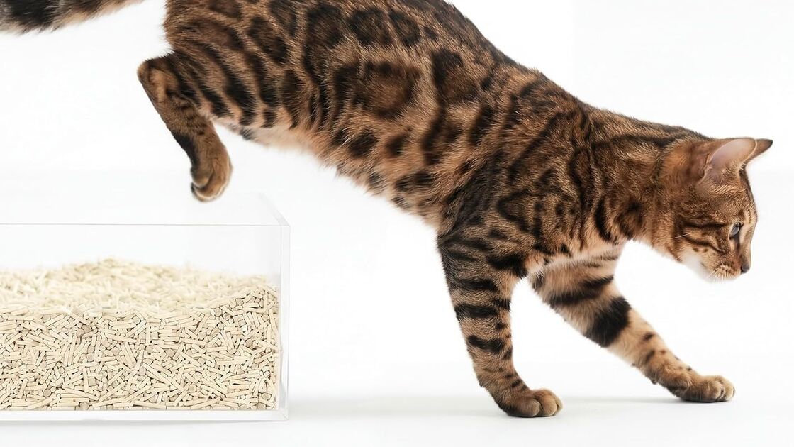 Gato na caixa de areia com patas limpas