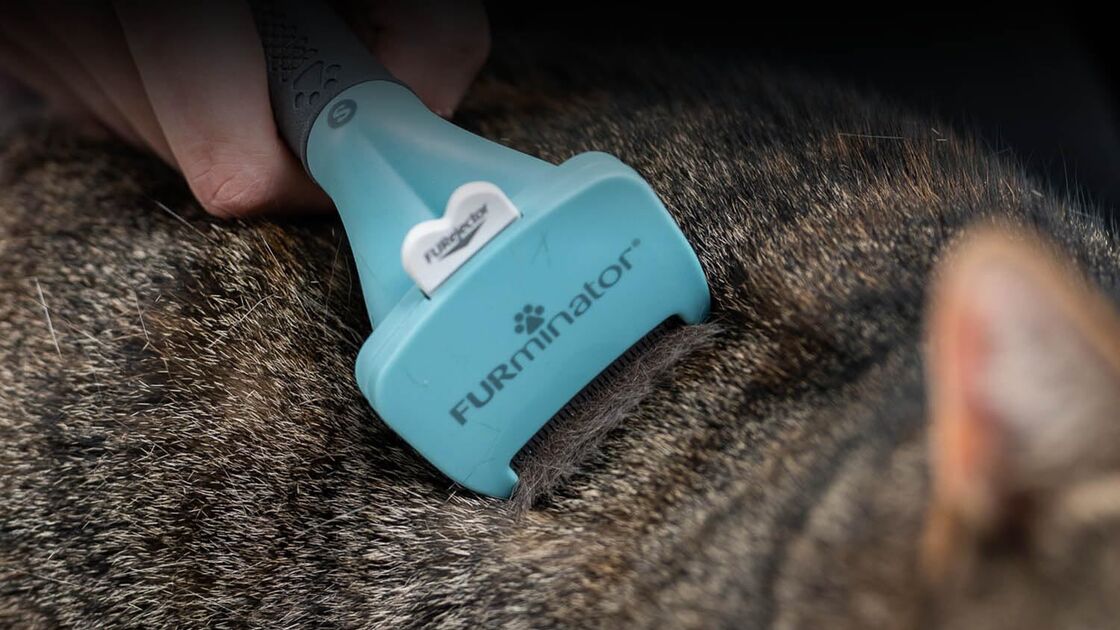 Escovagem de gato com FURminator para remover pelo solto