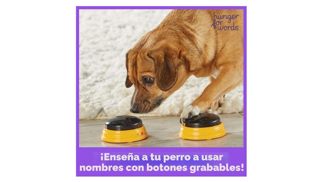 Ensina o teu cão a usar botões graváveis para comunicar