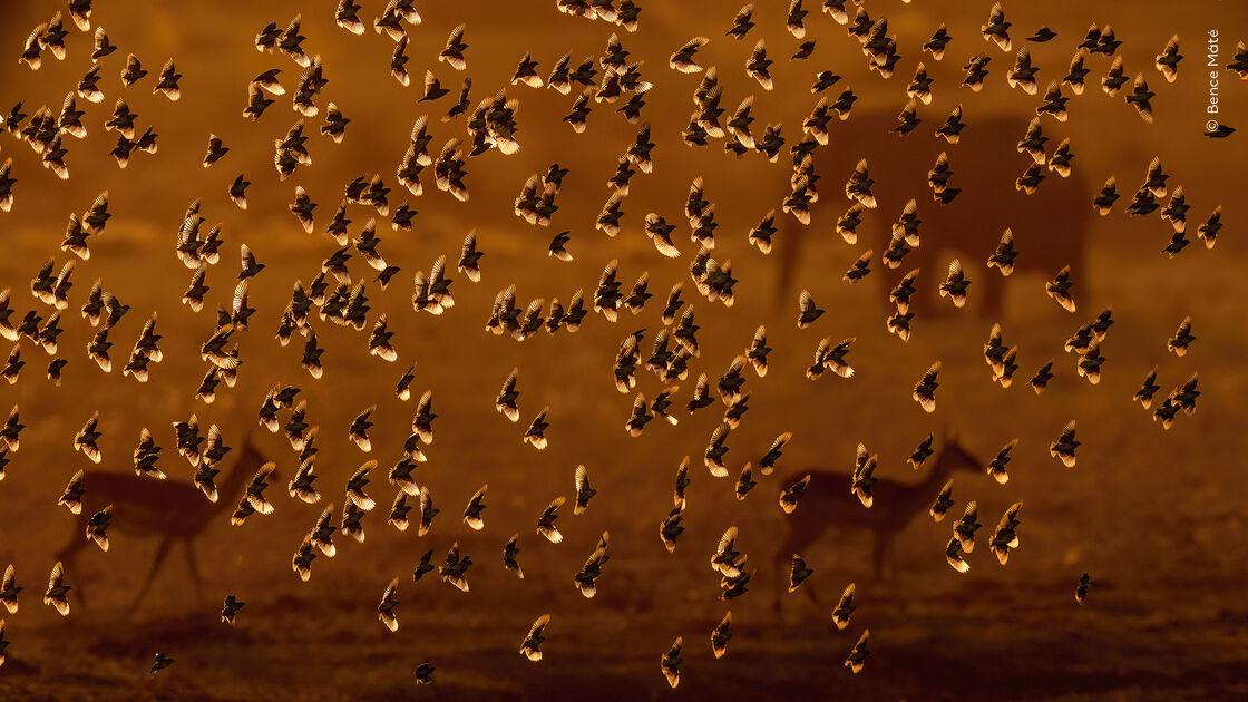 Flock of Gold