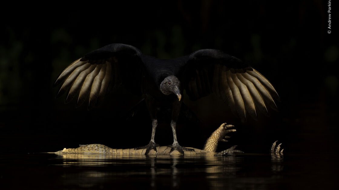 Wings of Darkness