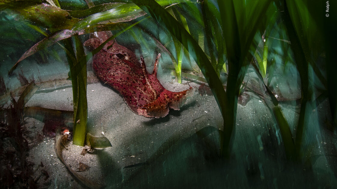 Ocean Protector