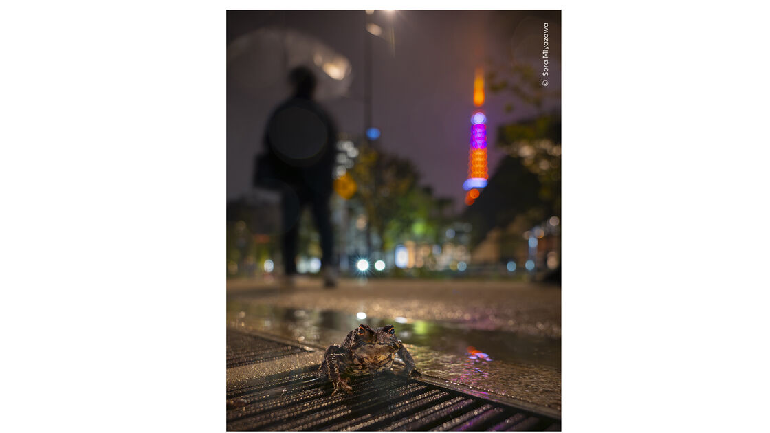 Urban Wanderer