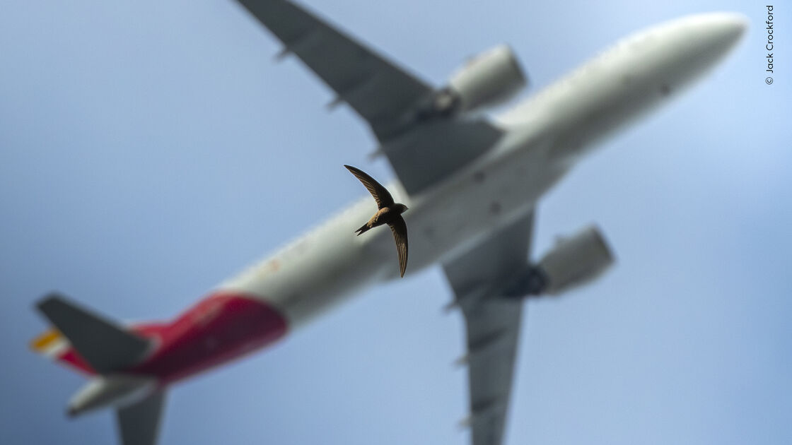 The Art of Flying
