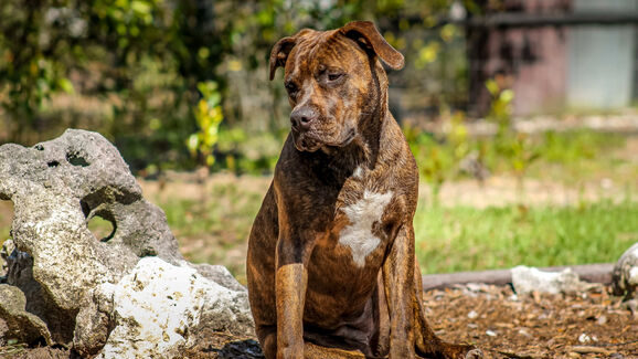 Quase três crimes por dia. GNR regista 471 casos de maus-tratos e abandono de animais só no primeiro semestre de 2026