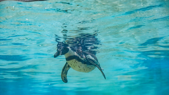 Zoo Santo Inácio celebra o nascimento de duas crias de pinguim-de-Humboldt