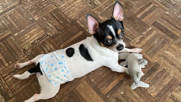 O seu cão está a ficar velhote e a deixar 