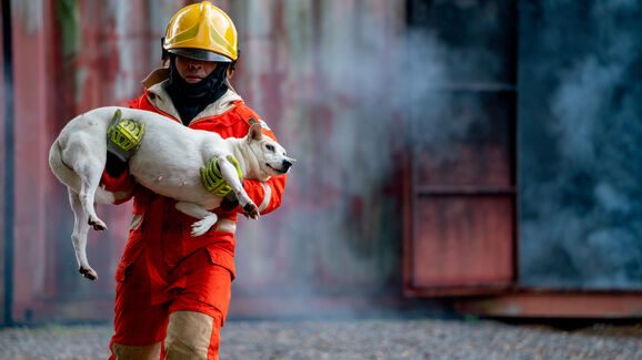 Animais passam a estar previstos nos planos de Proteção Civil. Lei entra em vigor já este sábado