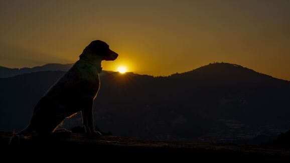 No dia 12 de agosto, o Sol vai desaparecer por momentos. E os cães e gatos, como podem reagir?