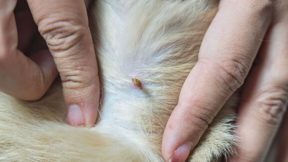 Pulgas e carraças à vista? Saiba o que fazer se estes visitantes indesejados chegarem ao seu cão