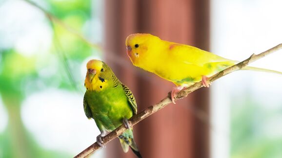 Tem aves como animais de estimação? Temos 5 dicas para ajudar a mantê-las confortáveis nos dias de maior calor