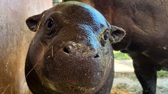 Bem-vindo, Poipoi! Zoo Santo Inácio celebra o nascimento de hipopótamo-pigmeu