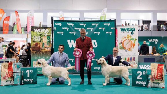 Cães, gatos e muita fofura! Expo Animal regressa a Braga em outubro