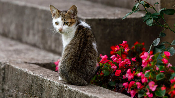 As férias não são desculpa! PSP e GNR já identificaram 124 suspeitos de abandono animal em 2026