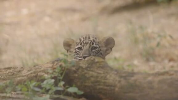 Há três novos motivos para visitar o Zoo de Lisboa! Nasceram três crias de Leopardo-da-pérsia