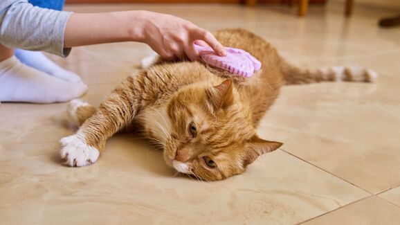 Tem pelo espalhado por toda a casa? A escovagem pode ajudar (e o seu gato agradece)