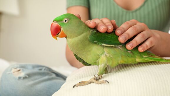 As suas aves sofrem com o calor? Então está na hora de preparar-lhes um oásis