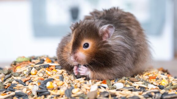 Sabia que os dentes dos hamsters nunca param de crescer? Descubra como pode ajudar a desgastá-los