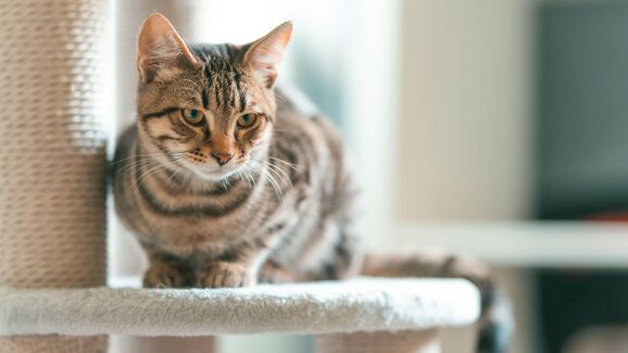 Arranhar faz bem aos gatos! Saiba porque este hábito é tão importante