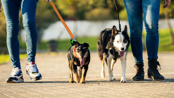 Antes do passeio, teste o chão! Partilhamos 6 cuidados para proteger as patas do cão no verão