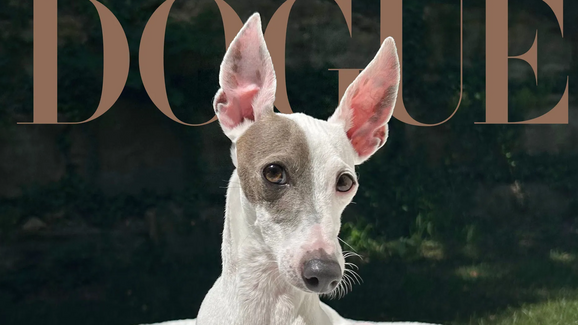 Temos vencedor! Este é o Sir Spud, o patudo que ganhou a capa da Dogue 2026