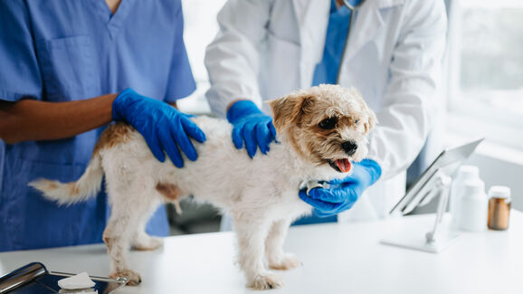 Esterilização de animais precisa de mais investimento, defendem veterinários e associações