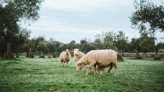 Uma grande ajuda!  Produtores afetados pelos incêndios em Boticas vão receber oito toneladas de alimento para animais