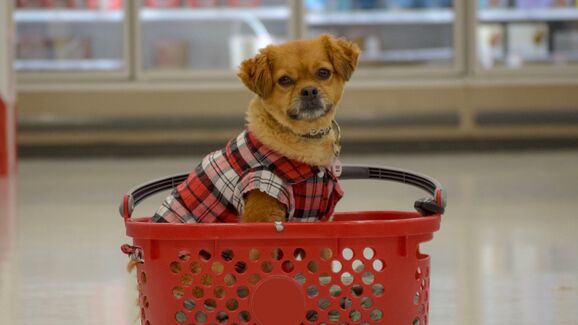 Os animais de companhia estão a ganhar mais espaço nas compras dos portugueses, diz o estudo PetPulse