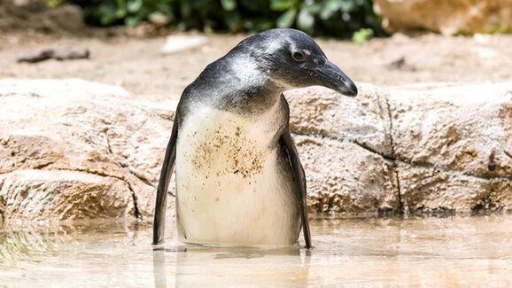 Nasceu uma nova cria de pinguim-do-cabo no Zoo de Lisboa! Pertence à 10.ª geração