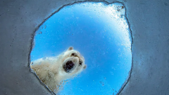 Foi revelada a primeira shortlist de finalistas do concurso Fotógrafo de Vida Selvagem 2026