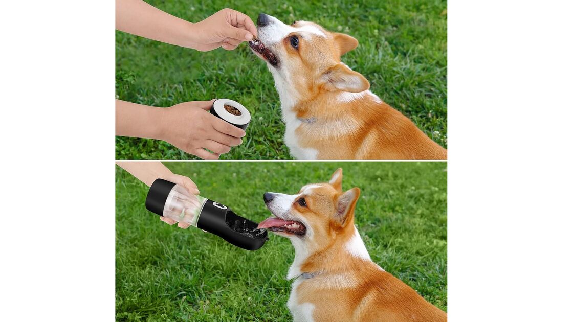 Corgi a ser alimentado e a beber água de um dispensador portátil