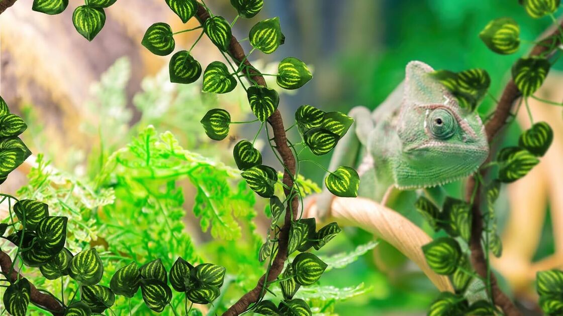 Camaleão verde em meio a folhagem e galhos