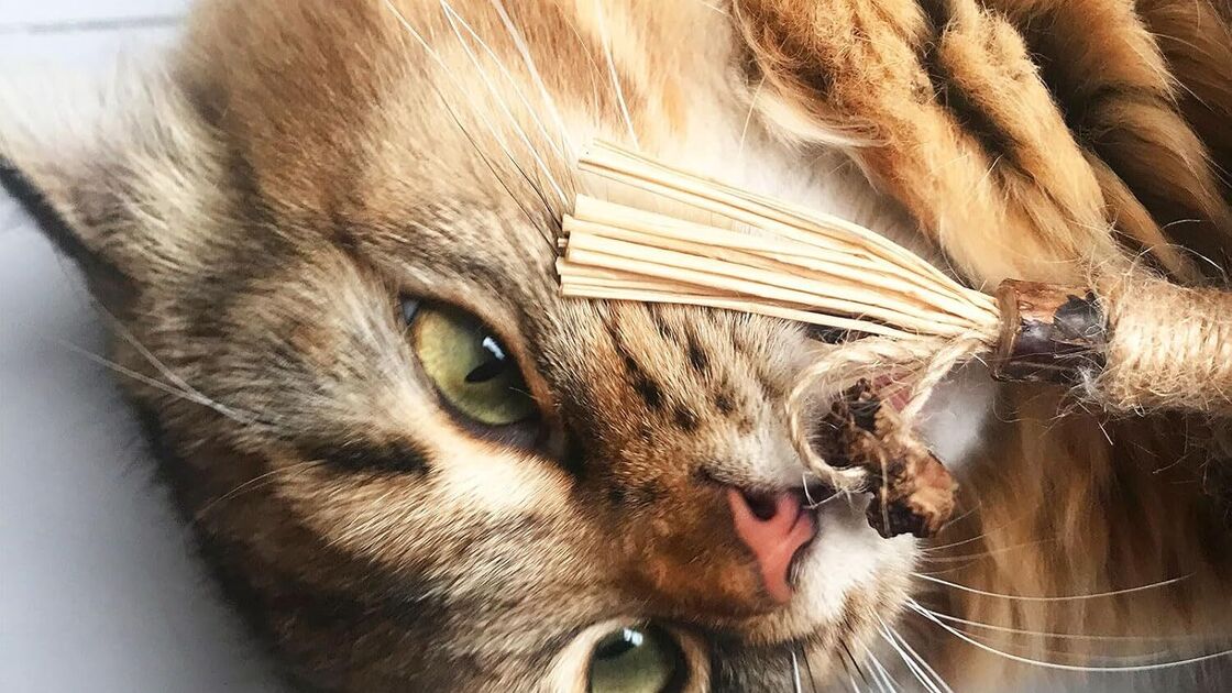 Gato deitado com um brinquedo na cara