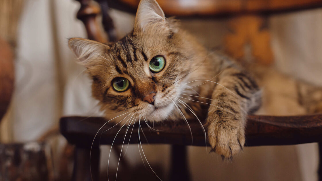 Tem dúvidas sobre o bem-estar do seu gato? Estes são os 7 comportamentos felinos que merecem atenção