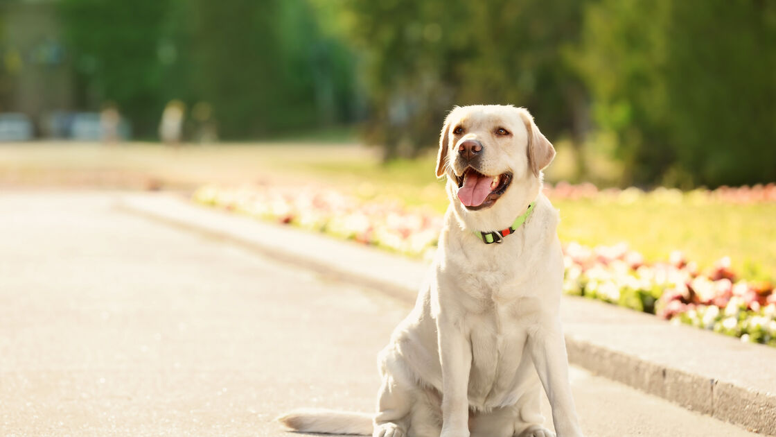 Labrador