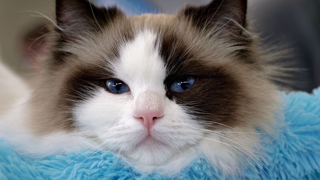 Ragdoll