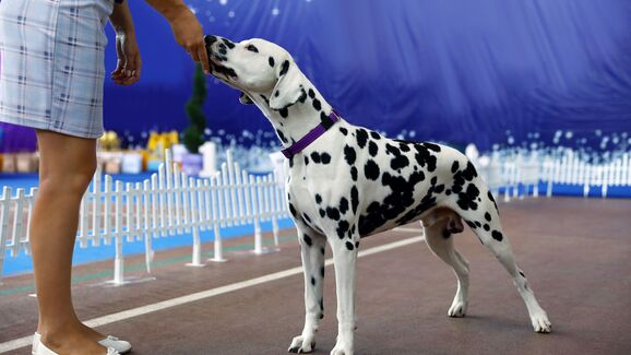 É fã de concursos caninos? O Algarve vai receber a 6.ª Exposição Canina Nacional
