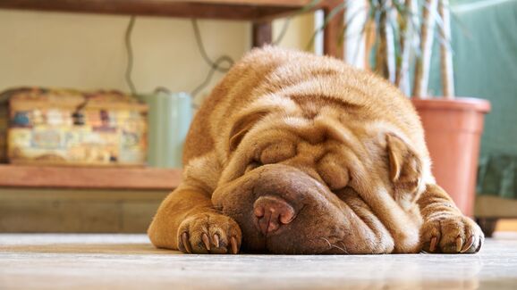 De barriga para cima, enrolado ou de lado. Afinal, o que significa a posição em que o seu cão dorme?