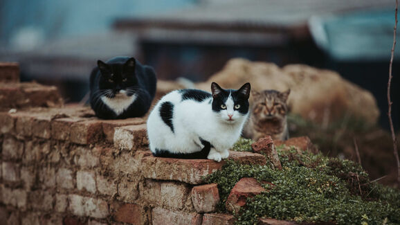 Encontrou um gato abandonado no Algarve? Esta app pode ser a ajuda que procurava