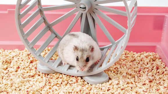 Porque é que os hamsters adoram rodas? Contamos-lhe tudo aqui